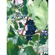 Саженцы морозоустойчивого винограда Леон Мийо фото