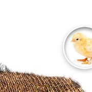 L-лизин фото