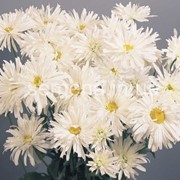 Семена цветов Ромашки Крейзи-Дейзи 100 шт. белый фотография