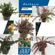 Барбарис -- Berberis
