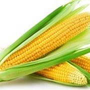Кукуруза на семена американская