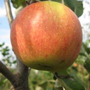 Саженцы яблонь Пінова фото