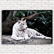 Фотокартина Белый тигр; 1 модуль; 50Х70; Холст