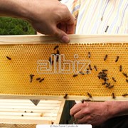 Мед пчелиный фотография