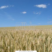 Уборка урожая зерновых культур