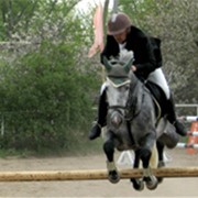 Обучение конкуру фото