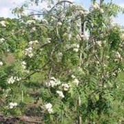 Рябина “Плакучая“ (Sorbus aucuparia “Pendula“) фото