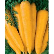 Морковь Лоберишер 100гр (протиалергiйна)