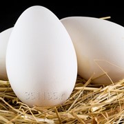 Яйцо гусиное инкубационное фотография