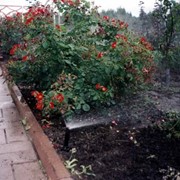 Озеленение фото