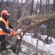 Удаление аварийных деревьев город Киров. фото