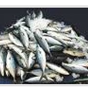 Оптовая продажа морской рыбы ставридка в Украине и странах СНГ