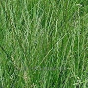 Семена райграса пастбищного “ВИК 66“ (РС1, РС4) фото