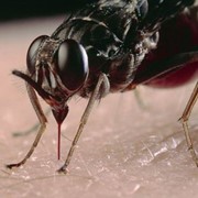 Уничтожение мух дезинсекция от мух фото