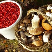 Ягоды и грибы из Карелии фото