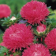 Семена цветов Астры Гала китайская 1000 шт. карминово-розовый фото