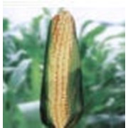 Семена кукурузы РОСС 199 MB фото