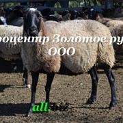 Стадо овец , Романовская порода, в Украине, экспорт фото