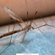 Борьба с комарами в помещениях фотография
