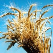 Пшеница зерно продам оптом фото