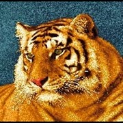 Тигр фотография