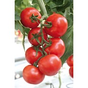 Семена томатов F1 Очаков фото
