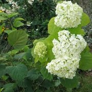 Гортензия Hydrangea Pan.Grandiflora 1sh