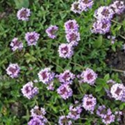 Тимьян (чабрец) обыкновенный, трава фото