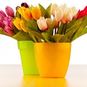 Букеты из тюльпанов, гиацинтов, крокусов и нарциссов к 8 марта фото