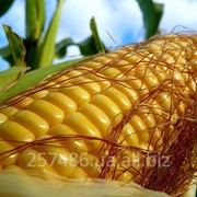 Продам семена кукурузы, гибриды фото