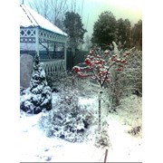 Сад зимой фотография