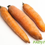 Морковь сорта Бангор