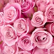 Розовая роза (поштучно) фото