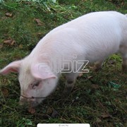 Кормосмеси для свиней фотография