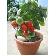 Семена томатов комнатных 4 сорта фотография