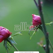 Декоративные растения фото