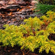 Можжевельник прибрежный Олл Голд (Juniperus conf. 'All Gold') фото