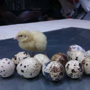 Инкубационные яйца перепелов, породы Техасский