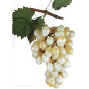 Виноград Зелений Італія фото