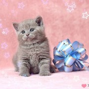 Британские котята, носители циннамона фото