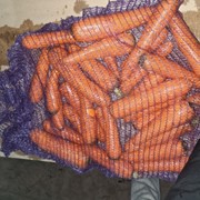 Морковь грязная под мойку