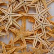 Морские звездочки сахарные от 3 см до 10см фото
