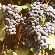 Саженцы винограда Голубок фото