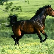 Прокат лошадей,конные прогулки в манеже и на открытом воздухе