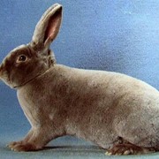 Натуральный мех кролика