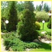 Посадка крупномеров фото