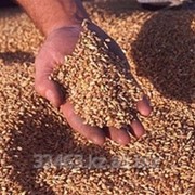 Пшеница мягкая оптом от производителя от 500тн. Экспорт. Качество. Низкие цены