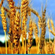 Выращивание зерновых до 1000т