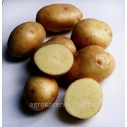 Семенной картофель сорт Невский суперэлита фотография