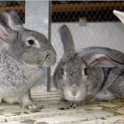 Комбикорм для кроликов фотография
